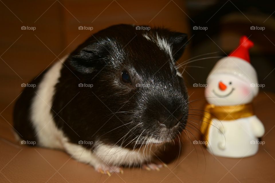 Guinea pig with a snowman toy