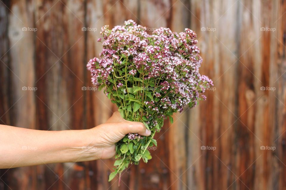 Hand hold oregano herbs on wooden door background