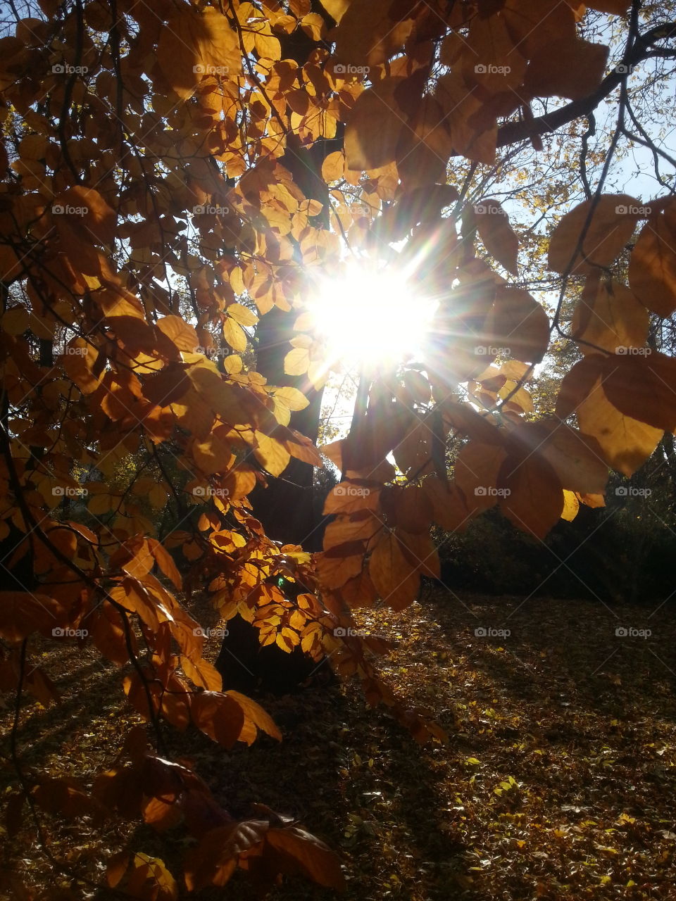 Autumn sun