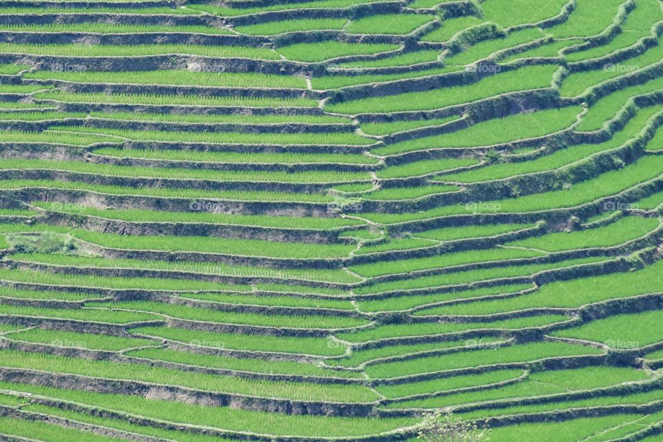 Foot trail in the mid of field