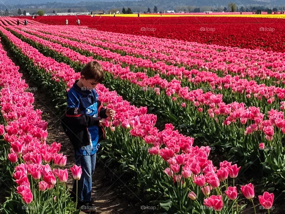 Boy in tulip field