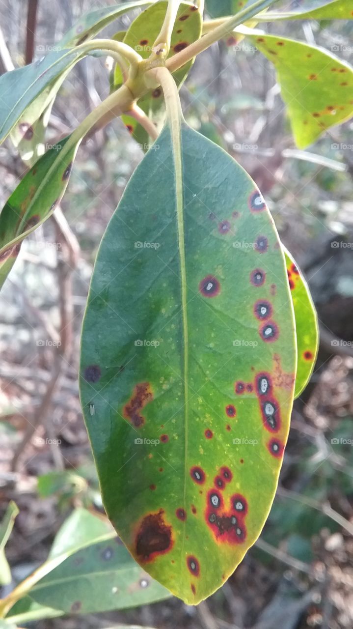 Speckled Leaves