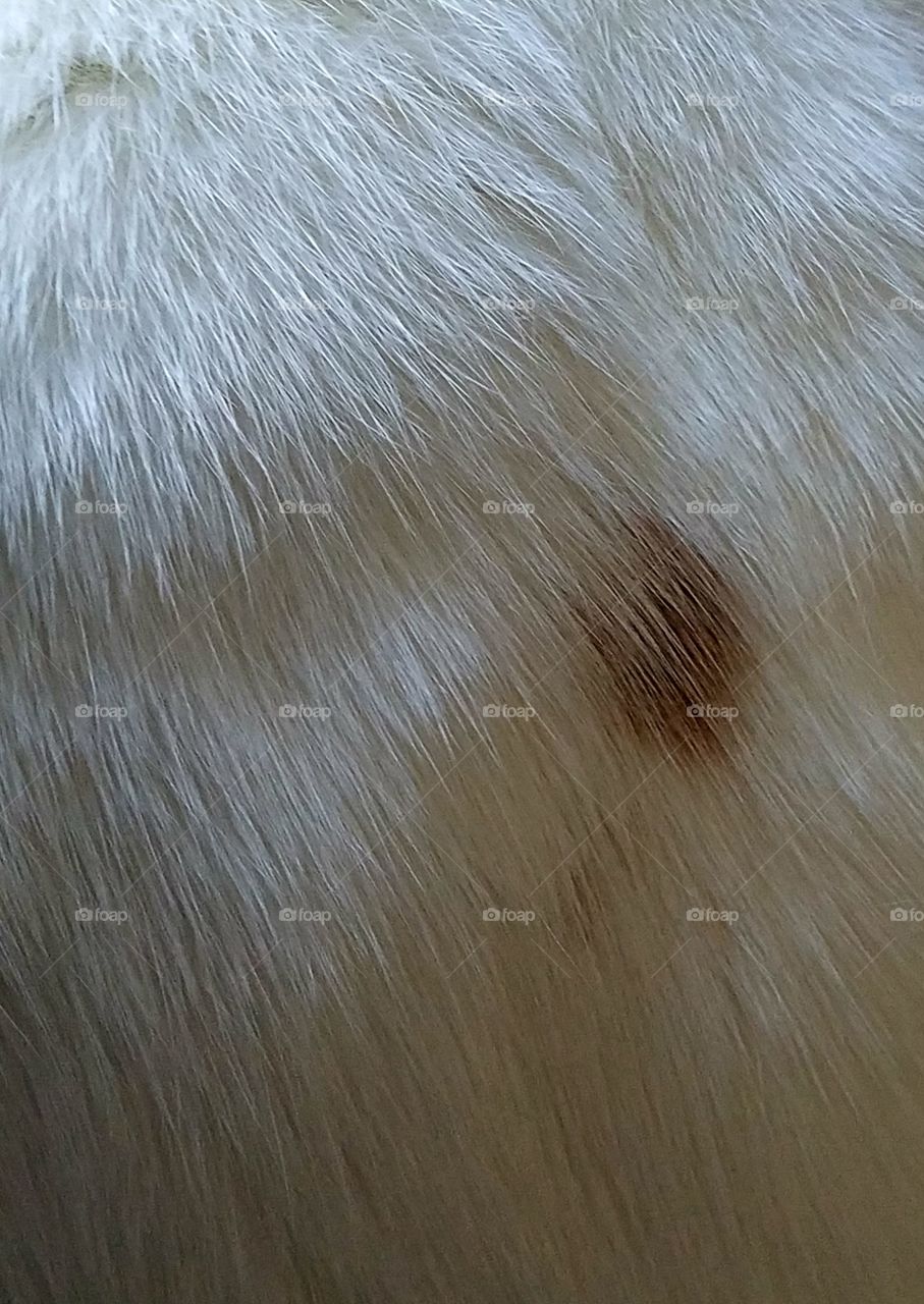 Textures Cat Fur