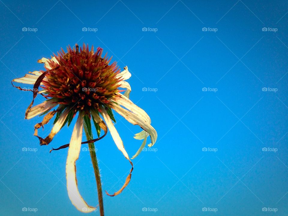 Final days of beauty