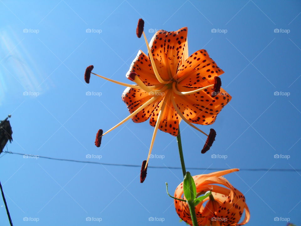 Orange Tiger Lily flower, sky in background.