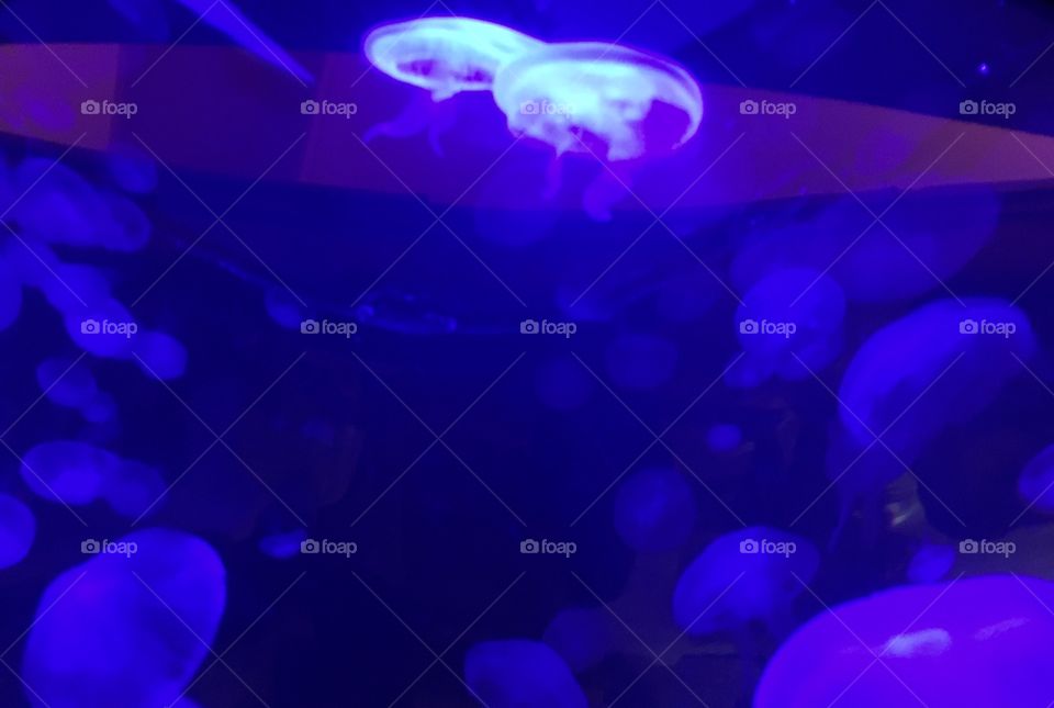 Purple light jellyfish 