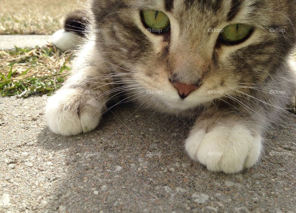 Close-up of cat