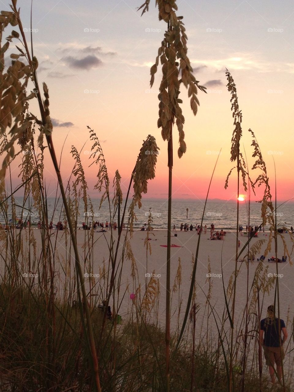Sea oats at sunset