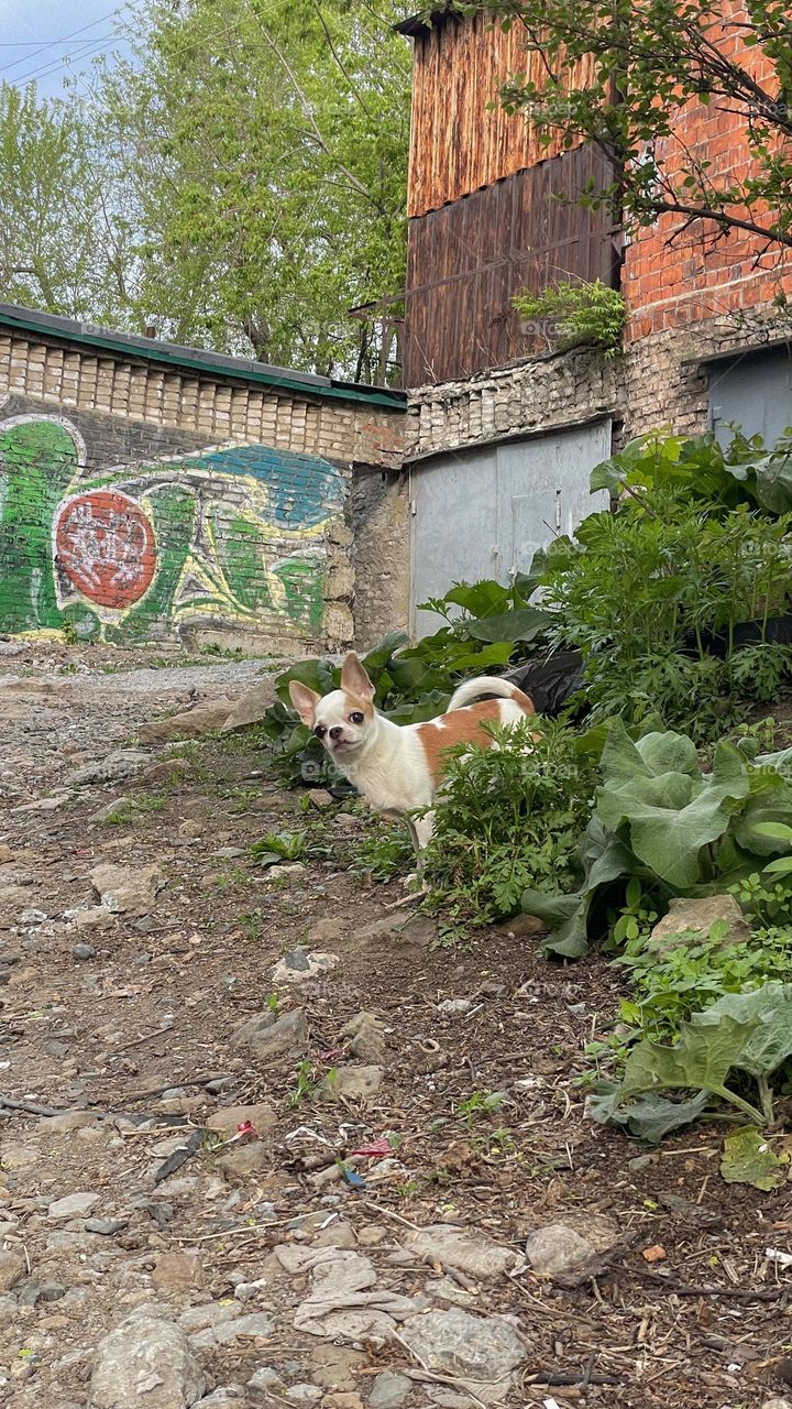 a chihuahua on a walk