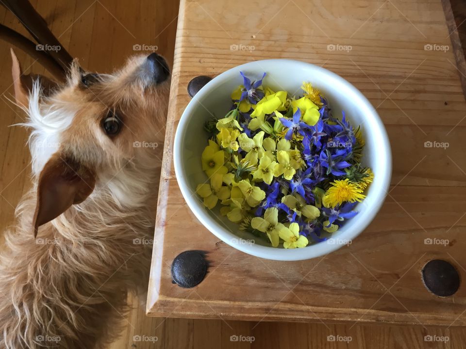 Dog eying bowl of flowers 