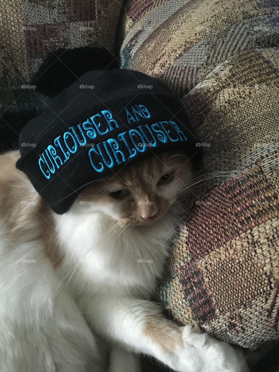 cat in a hat