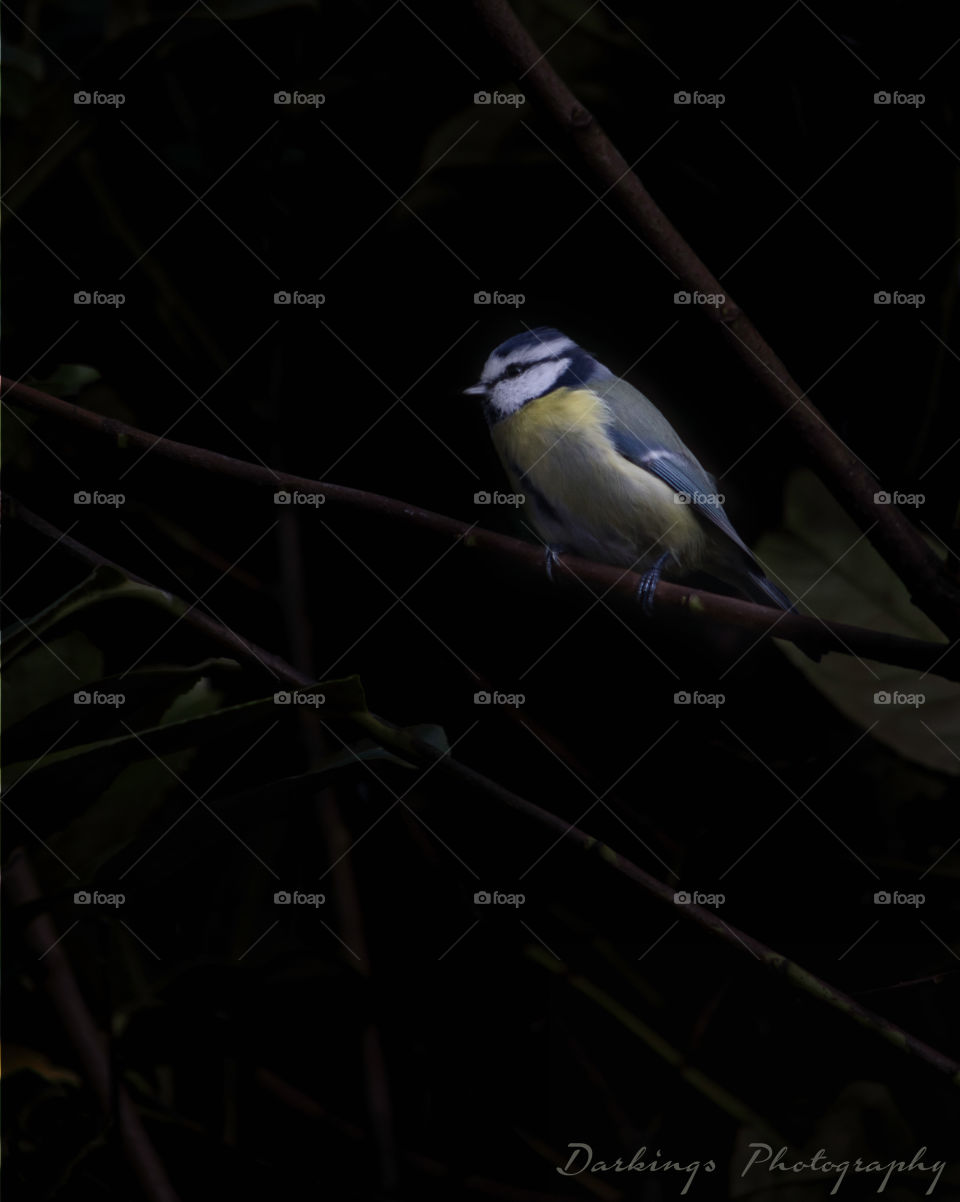 Blue tit