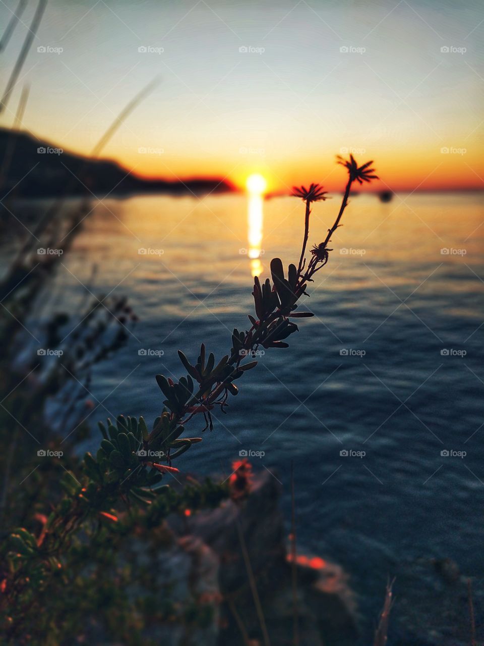 Flower against the setting sun.