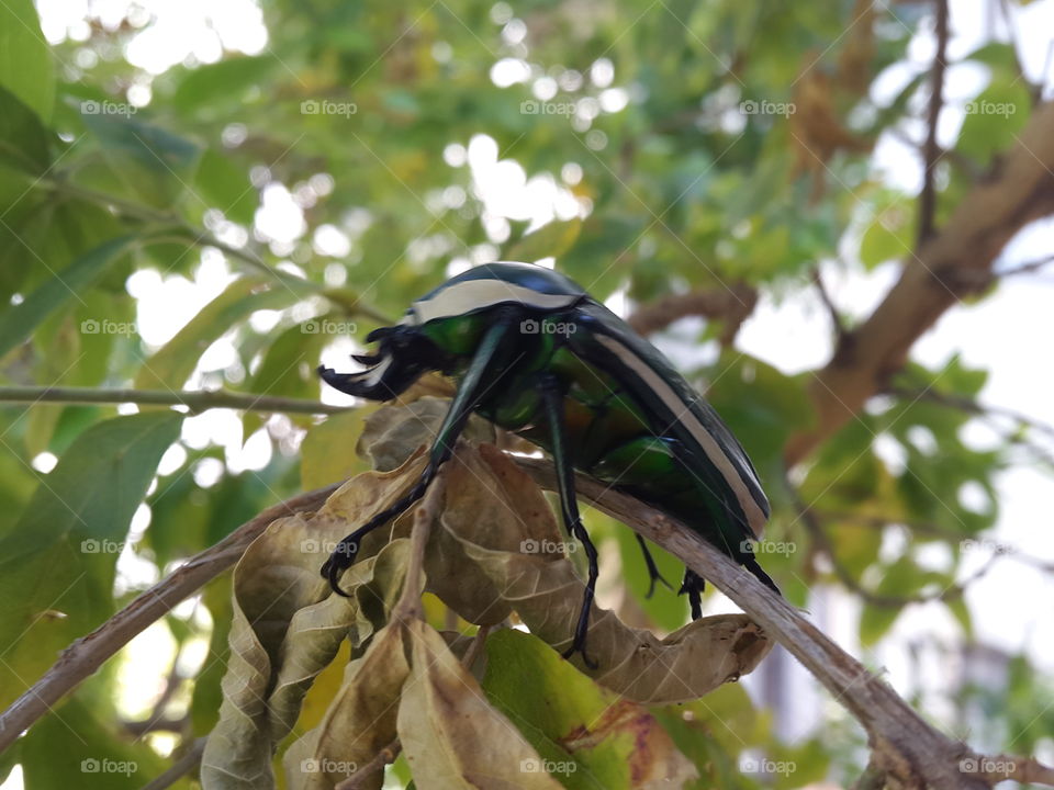 Rhino beetles amongst the leaves