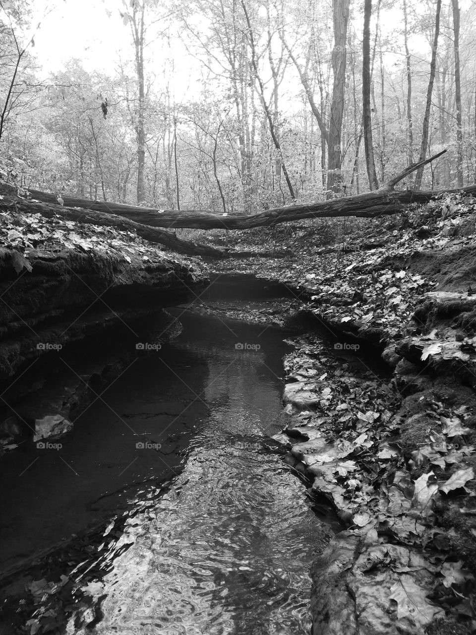 Hell's Hallow Trail, Portersville PA, Essential Ph-1 Monochrome