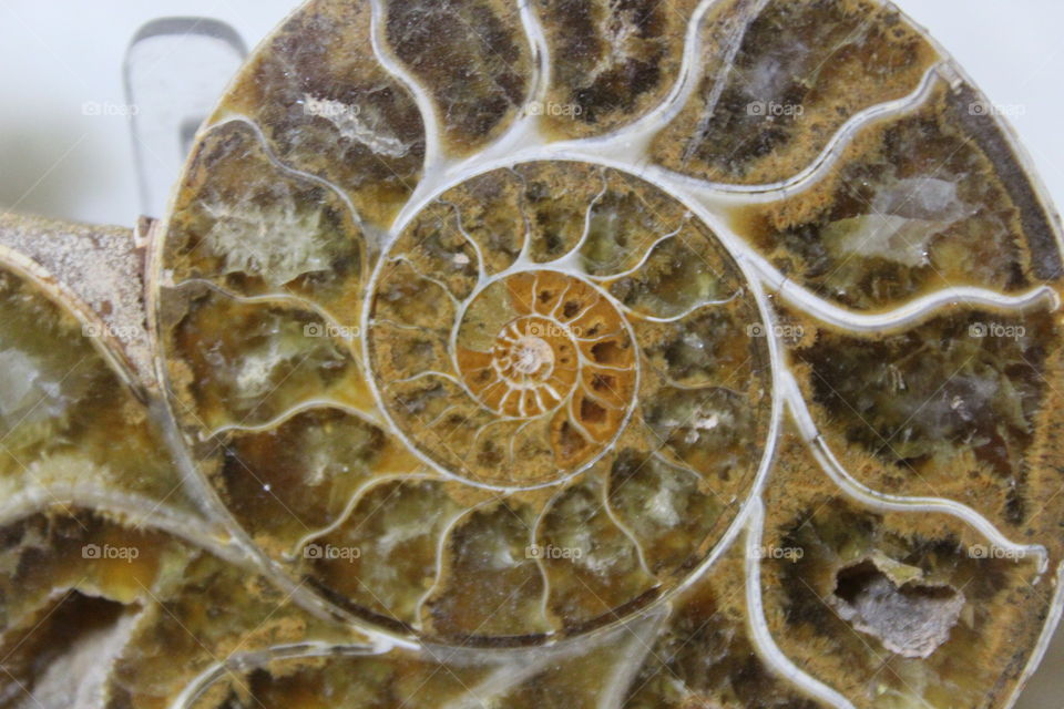 Fossil ammonite closeup 