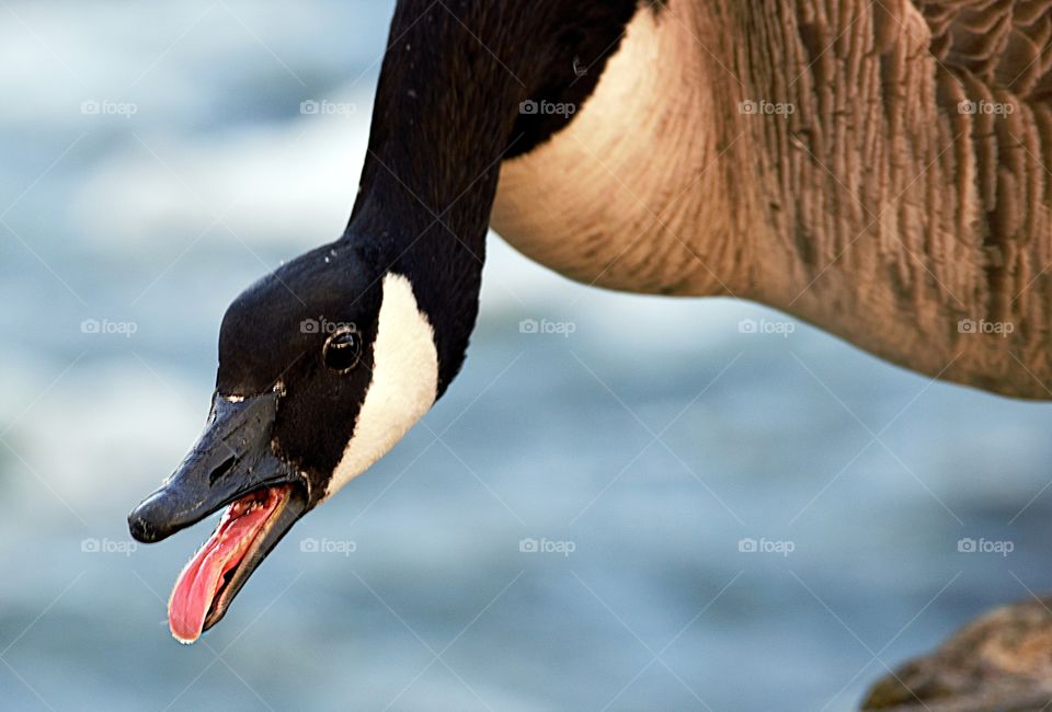 mean big goose