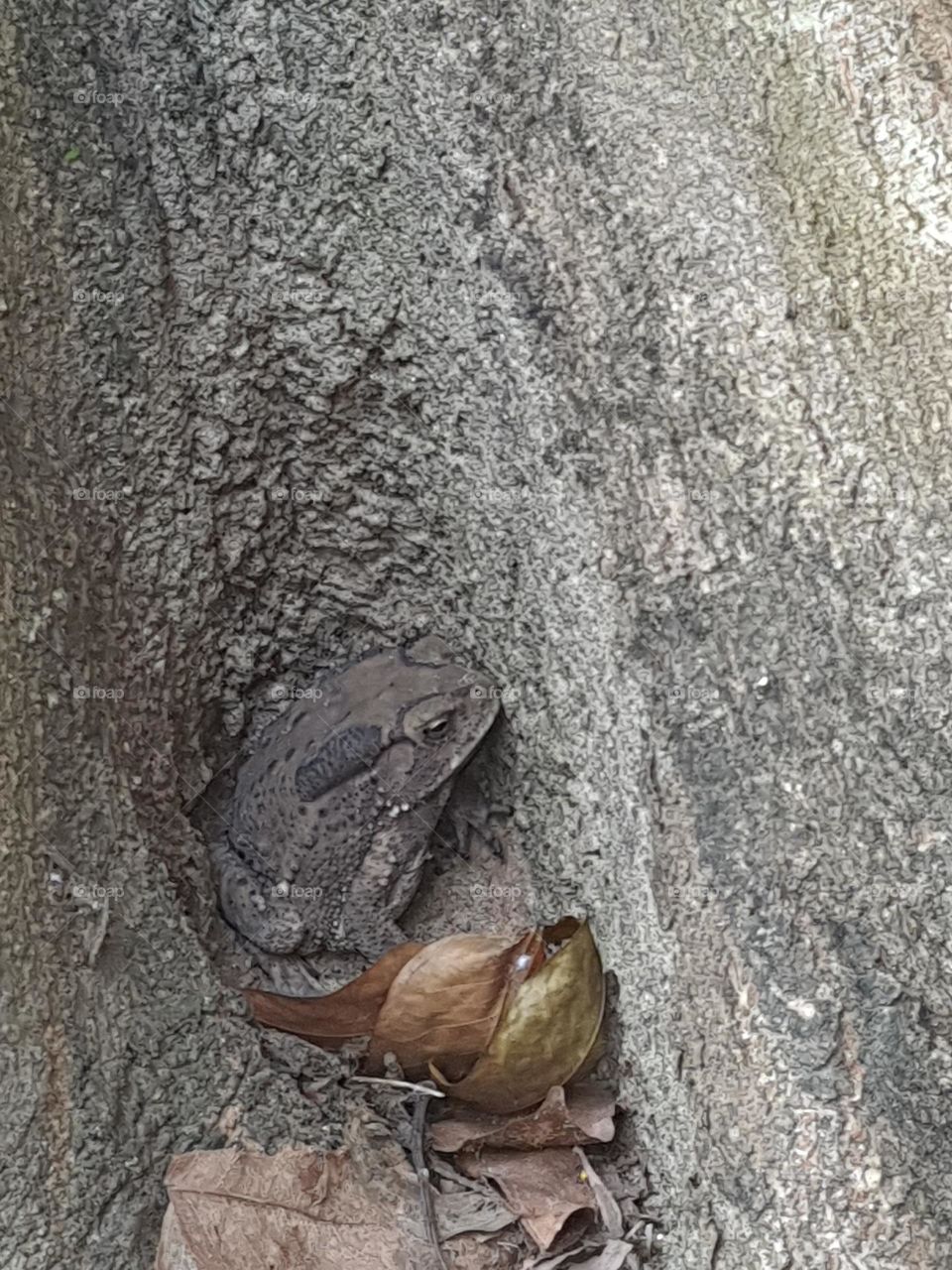 Hiding frog in the root of tree