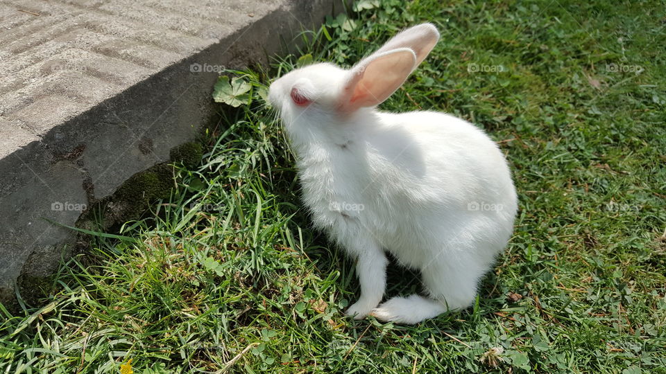Rabbit Playing On Grass