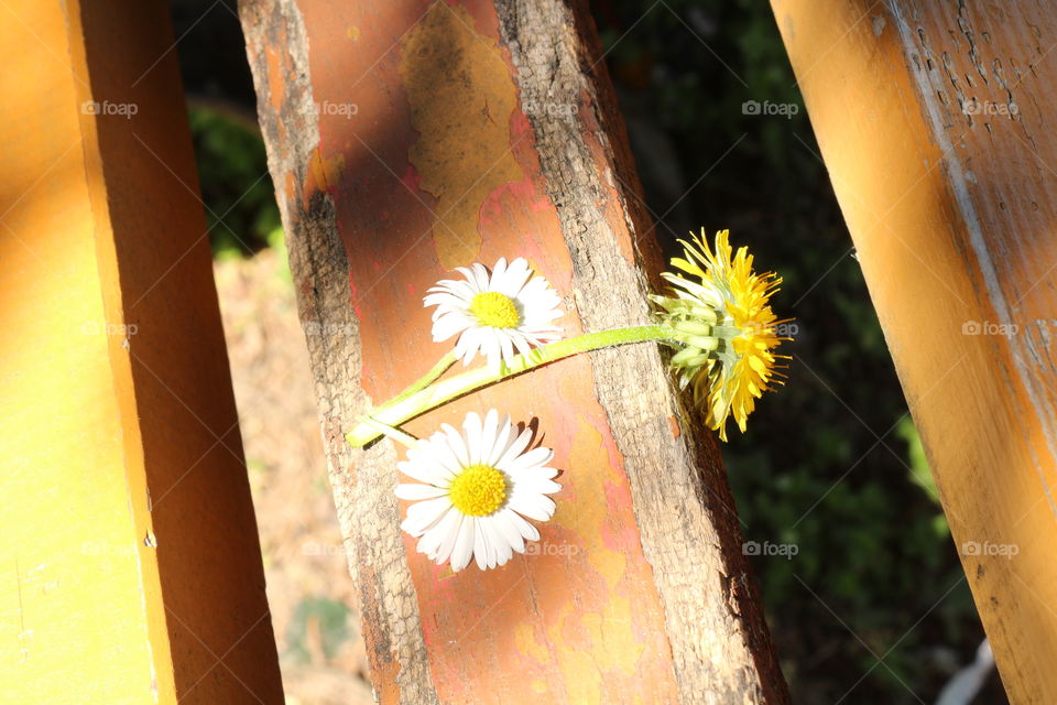 flowers