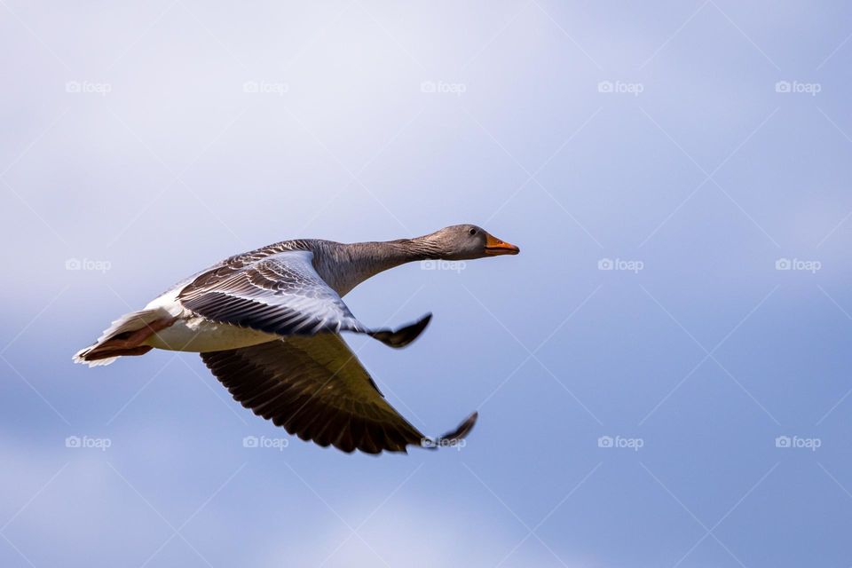 Flying goose