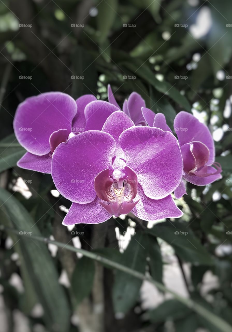 Orchid flowers. blooming flowers. 