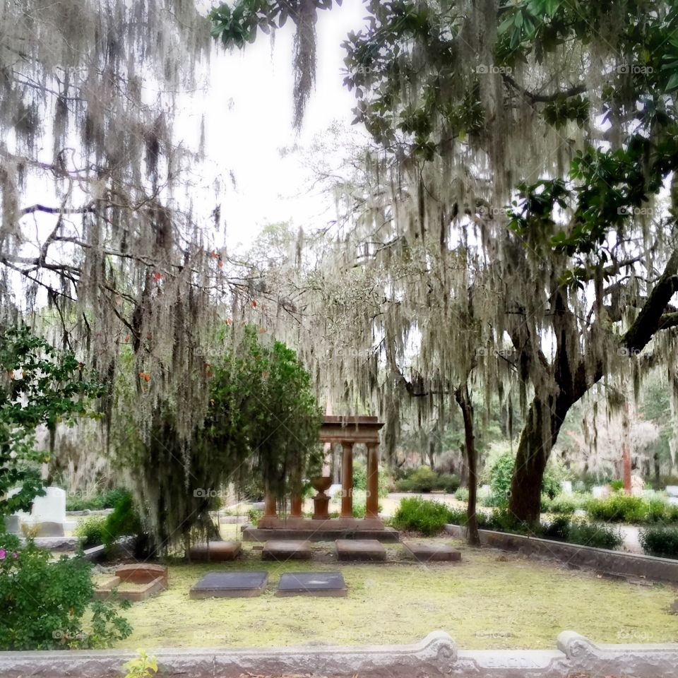 Trees with Spanish Moss