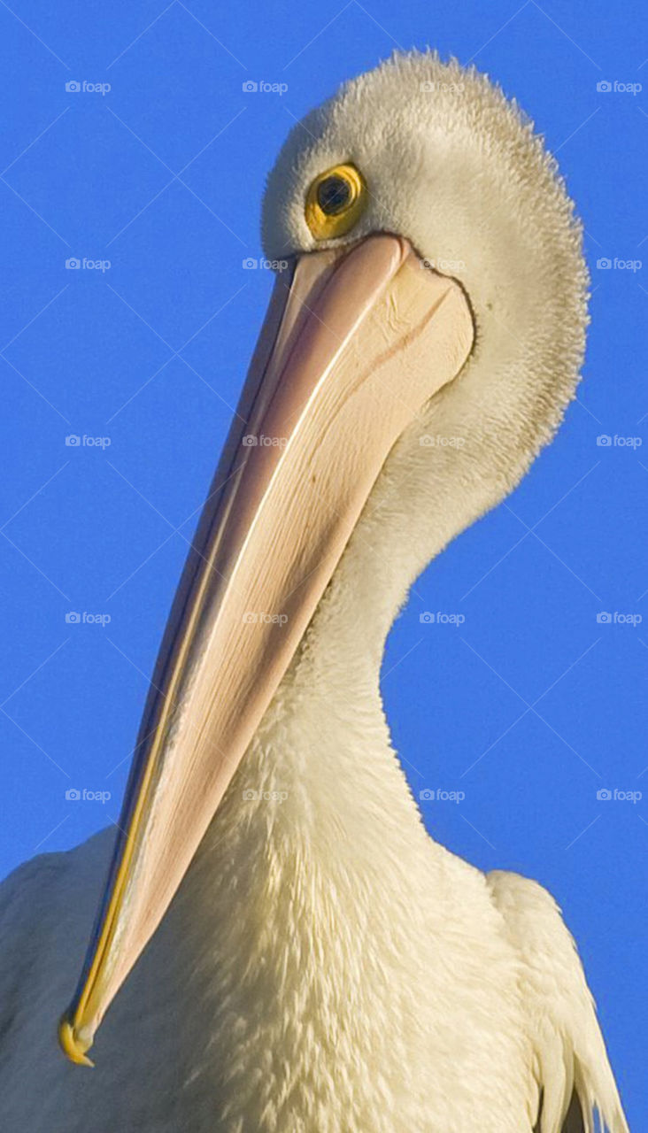 bird pelican by idon