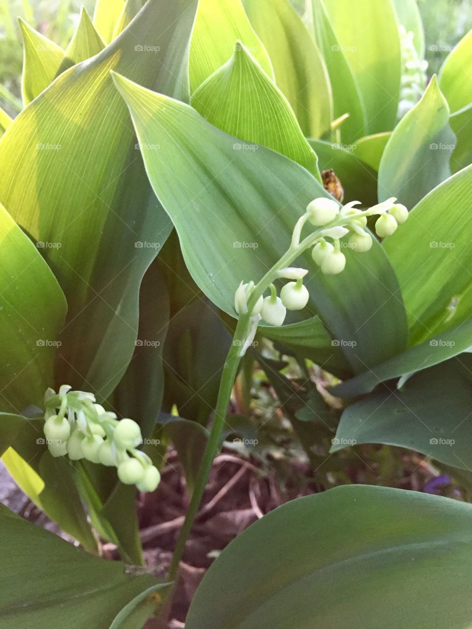 Lily of the valley shoots with flower buds backlit by sunlight 