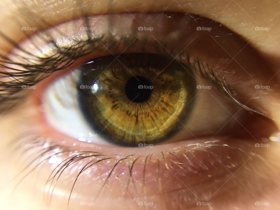 Close Up of Hazel Brown Eye Iris 