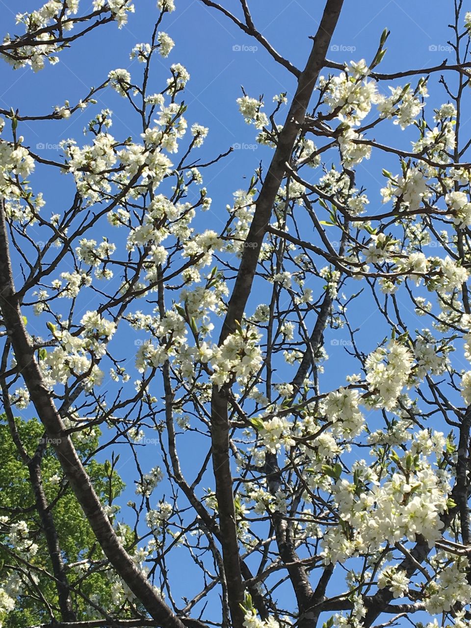 White spring Blossoms