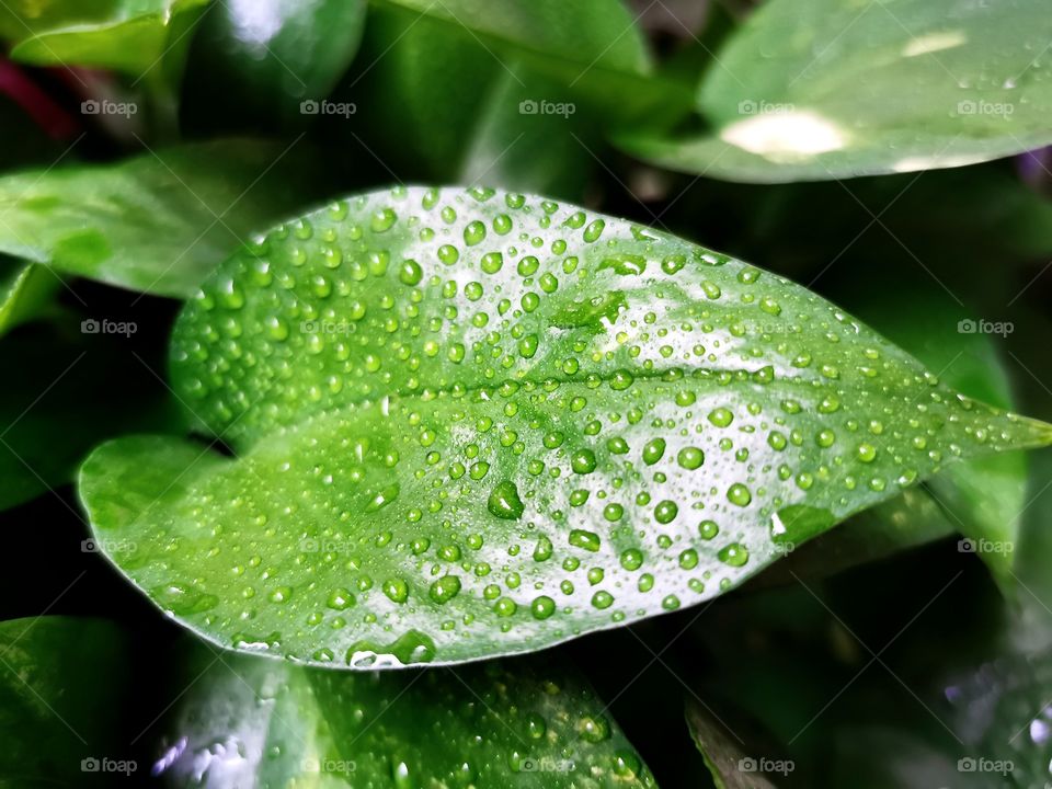 Dew on green leaves