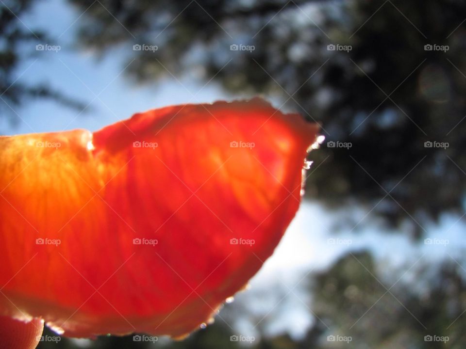 Blood Orange Slice