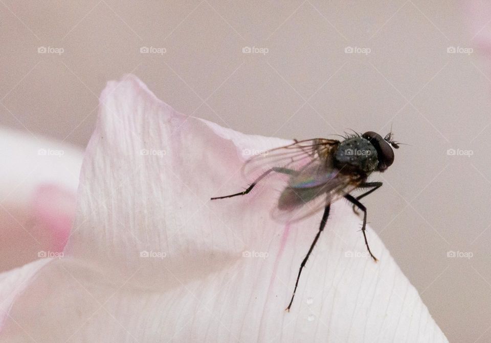 A fly on a light pink petal closeup 