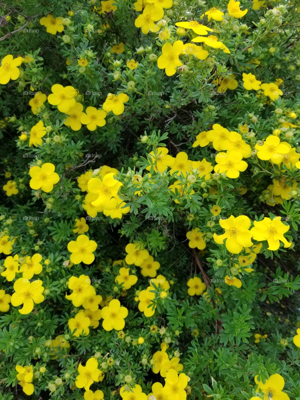 Beautiful full bloom yellow flower bush in July.
