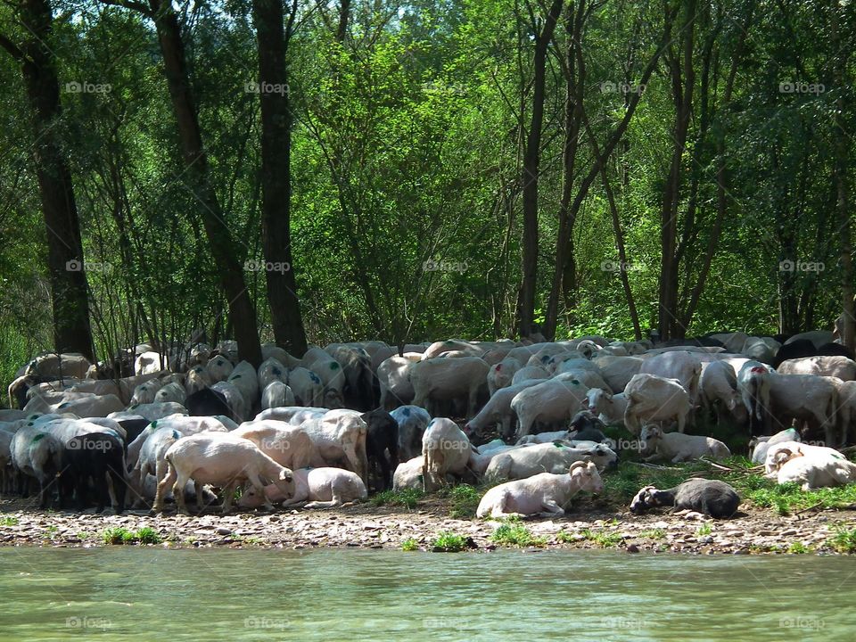 sheep on the banks of the river
