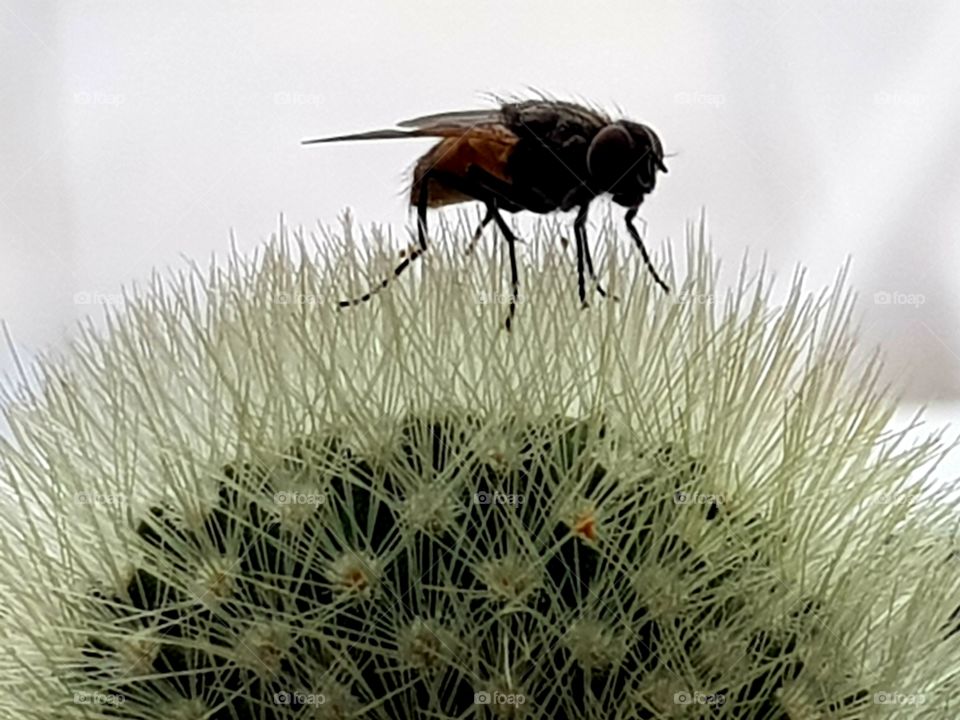 Black fly on cactus