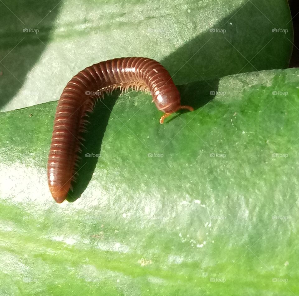sahasrapadi. (Thousand leg..)