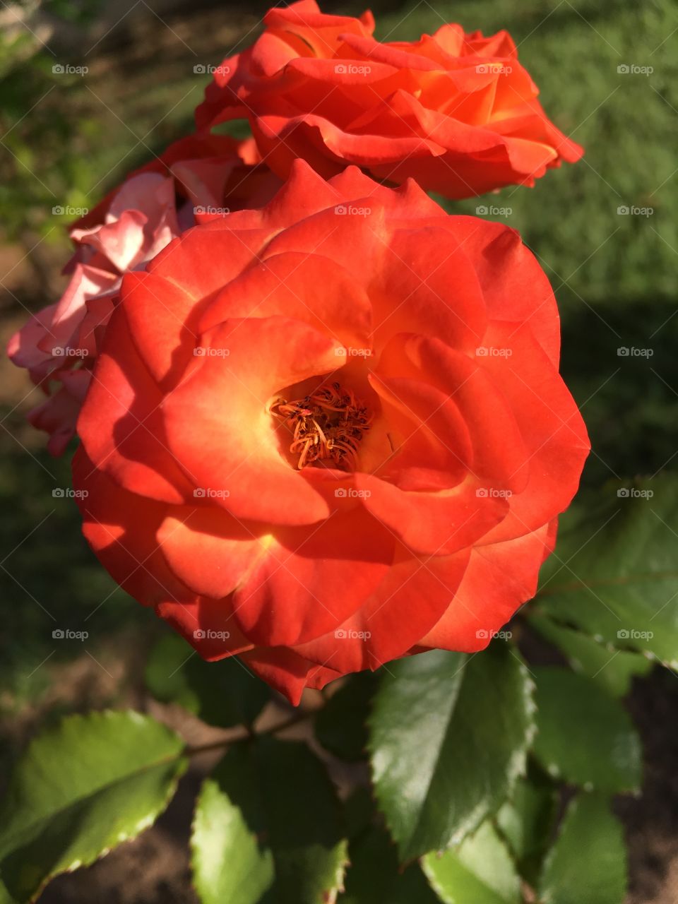 🌼#Flores do nosso #jardim, para alegrar e embelezar nosso dia!
#Jardinagem é nosso #hobby. 
🌹
#flor #flowers #flower #pétalas #garden #natureza #nature #flora