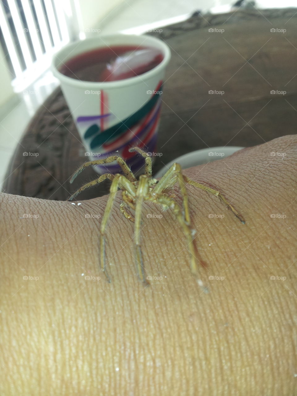 spider on my arm