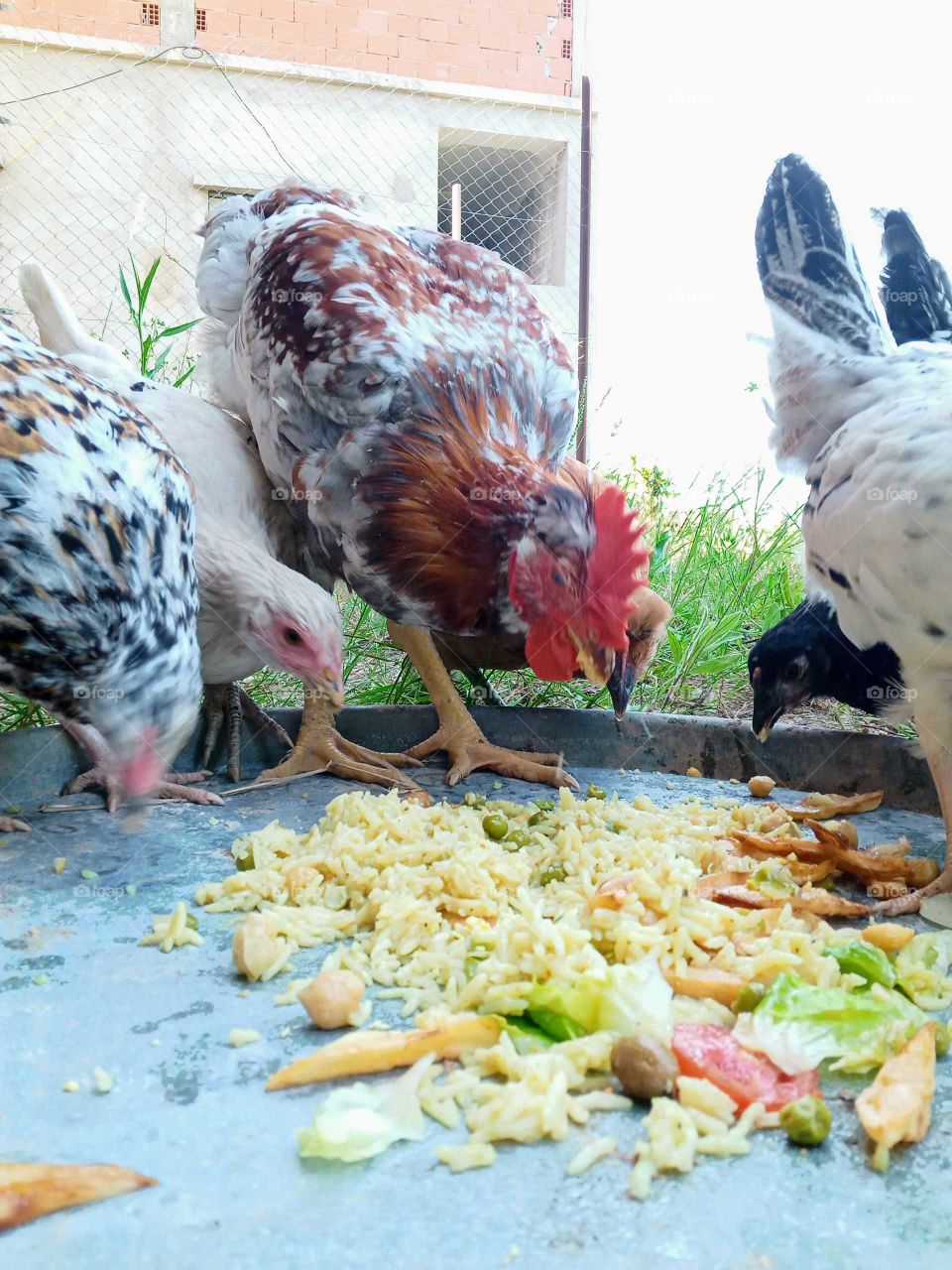 food time with beautiful cock and hen