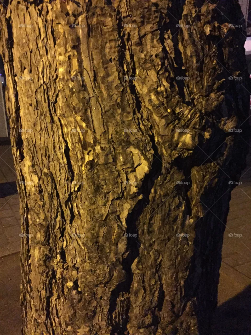 Gold Baum 