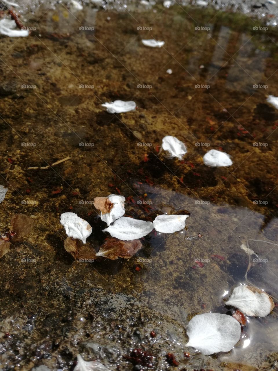 White little leafs floating on water