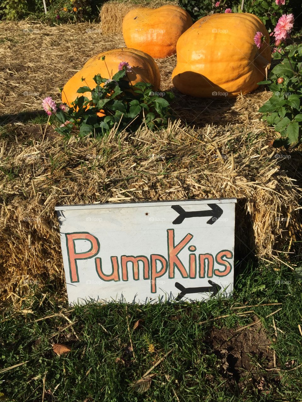 Pumpkin patch sign