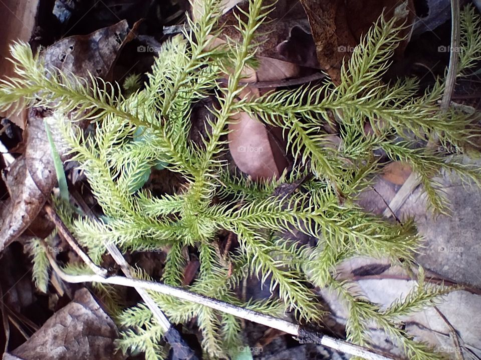 grass-like plants that grow on large tree trunks