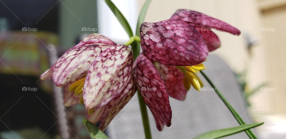 Fritillaria Meleagris