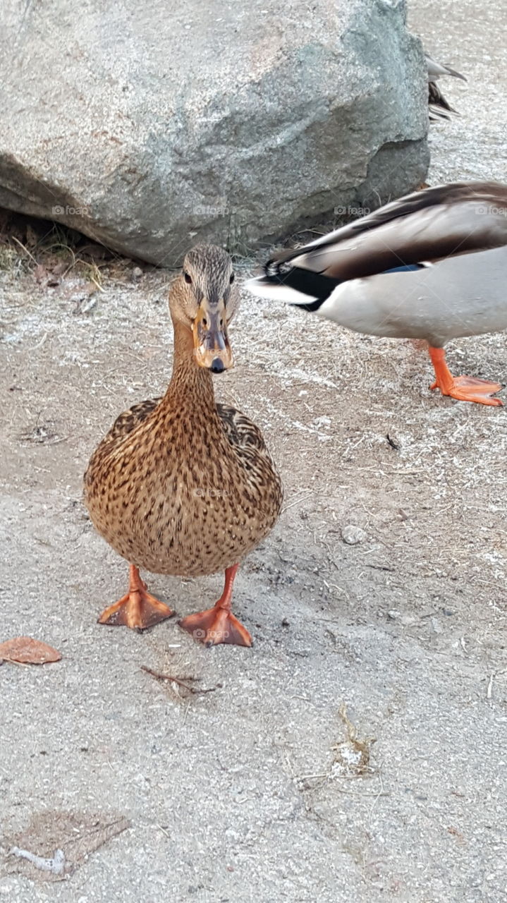 female duck