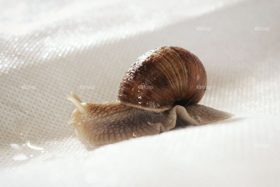 snail