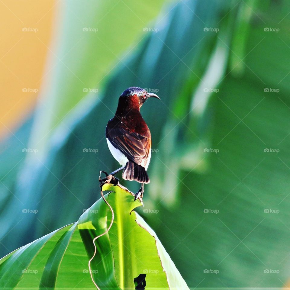beautiful bird photo