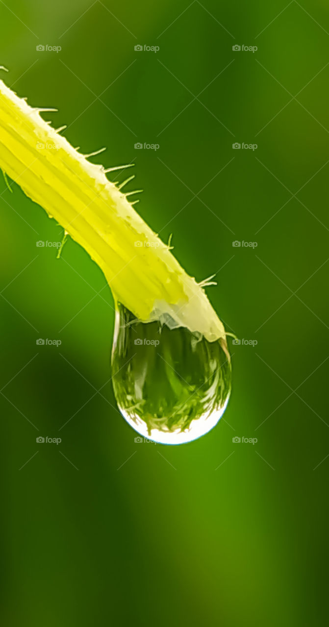 Closure of dew drops on plant on green background
